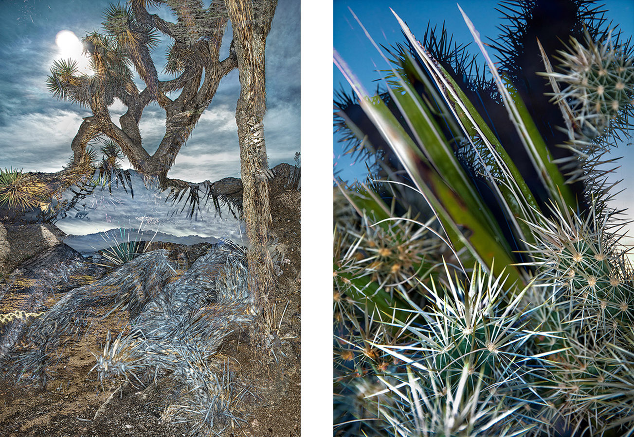 08-JoshuaTree-Website-31Jan2019