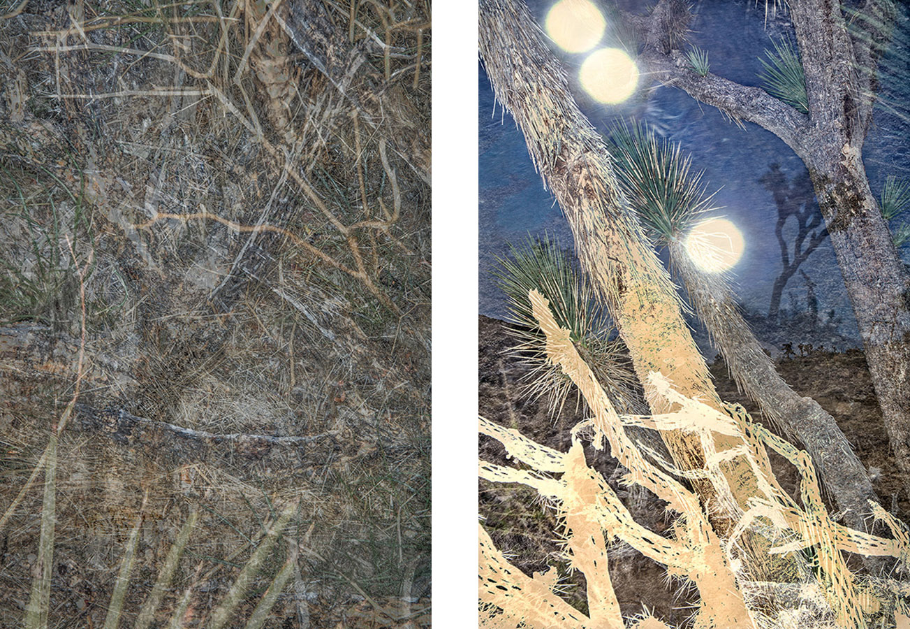 12-JoshuaTree-Website-31Jan2019