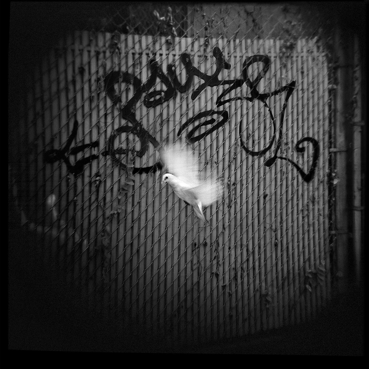 12-NYC-HOLGA-QD-Oct2014-FACEBOOK