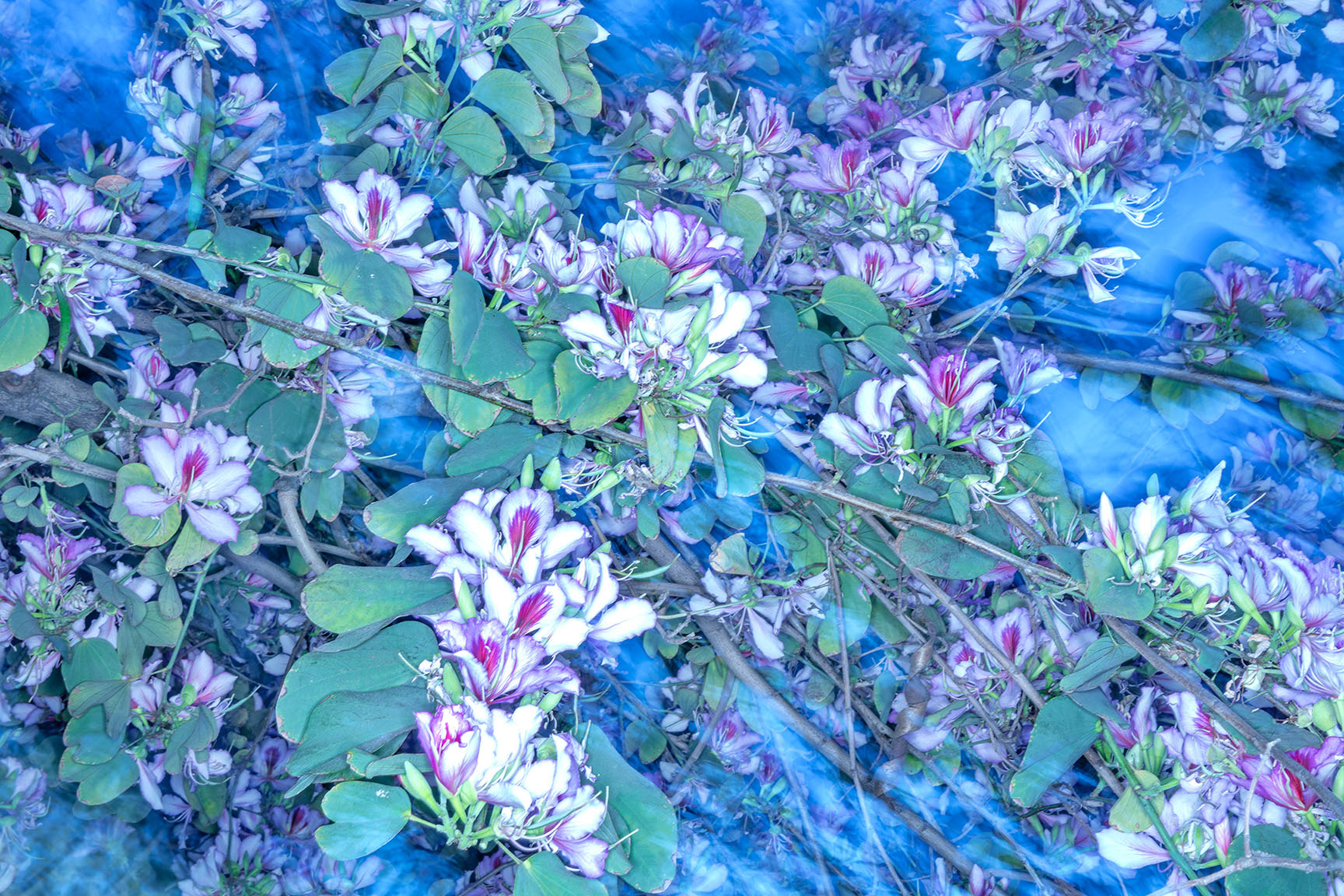 THE NATURE OF THE BEAST : FLORA