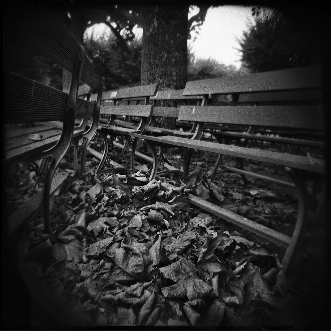 15-SF-HOLGA-WEBSITE-060314