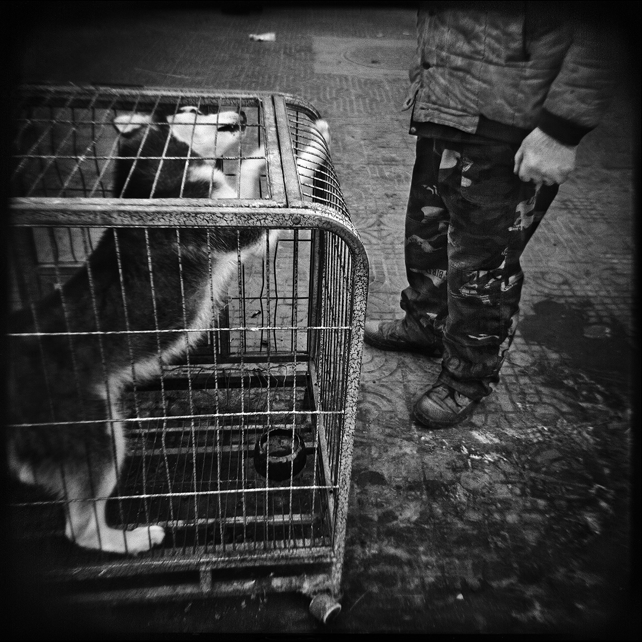 18-ThomasAlleman-Website-FAUNA-021615